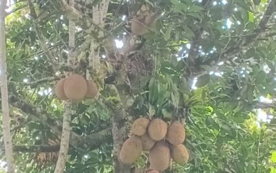 Caminhada em São Tomé/ Saint Thomas Trekking